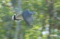 Channel billed Cuckoo