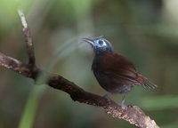 Chestnut-backed Antbird (Myrmeciza exsul) photo