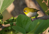 Madagascar White-eye (Zosterops maderaspatanus) photo