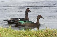 Muscovy Duck - Cairina moschata