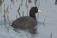 White-winged Coot - Fulica leucoptera