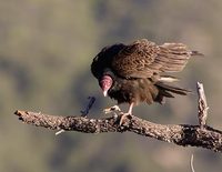 Turkey Vulture (Cathartes aura) photo