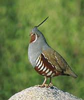 Mountain Quail (Oreortyx pictus) photo