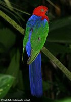 Moluccan King-Parrot - Alisterus amboinensis