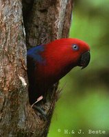 Eclectus Parrot - Eclectus roratus