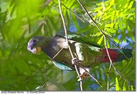 Scaly-headed Parrot - Pionus maximiliani