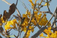 White-tailed Goldenthroat - Polytmus guainumbi