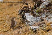 Plain-breasted Earthcreeper - Upucerthia jelskii