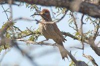 Scimitar-billed Woodcreeper - Drymornis bridgesii