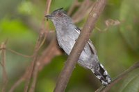 Natterer's Slaty-Antshrike - Thamnophilus stictocephalus