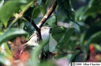 Paltry Tyrannulet - Zimmerius vilissimus