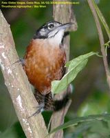 Bay Wren - Thryothorus nigricapillus