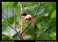 Shining Flycatcher - Myiagra alecto