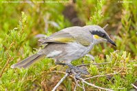 Singing Honeyeater - Lichenostomus virescens