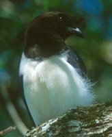 Curl-crested Jay - Cyanocorax cristatellus