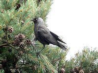 Eurasian Jackdaw - Corvus monedula