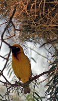 Speke's Weaver - Ploceus spekei