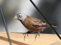Gray-crowned Rosy-Finch - Leucosticte tephrocotis