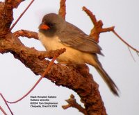 Black-throated Saltator - Saltator atricollis