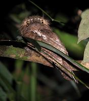 JAVAN FROGMOUTH