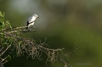 *NEW* White Monjita