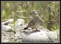 Croaking Ground-Dove 2