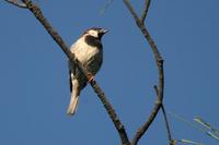 House  sparrow