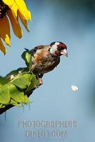 European Goldfinch ( Carduelis carduelis ) stock photo