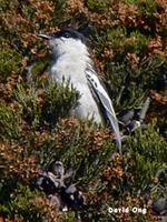 White-winged Triller