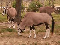 Gemsbok