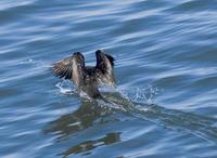 Cormorant skidmarks 0005.jpg