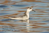 Phalarope à bec large (Phalaropus fulicarius)