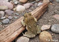 : Bufo poeppigii