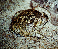 : Pelobates syriacus syriacus; Eastern Spadefoot