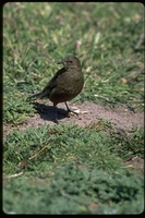 : Cinclodes antarcticus spp. antarcticus; Tussock Bird