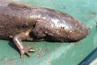 : Siren lacertina; Greater Siren