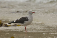 : Larus scoresbii; Dolphin Gull