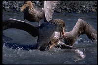 : Macronectes giganteus; Antarctic Giant Petrel