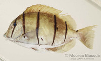 : Acanthurus triostegus