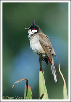 : Pycnonotus jocosus; Red-whiskered Bulbul