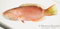 : Oxycheilinus unifasciatus
