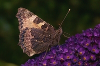 : Aglais urticae