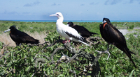 : Sula sula rubripes ; fregata minor palmerstoni; Red Footed Booby And Great Frigatebir...