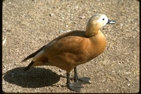 : Tadorna ferruginea; Ruddy Shelduck