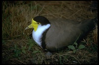 : Vanellus miles novaehollandiae; Masked Lapwing