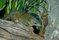 : Tupaia minor; Lesser Tree Shrew