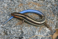 : Plestiodon skiltonianus; Western Skink