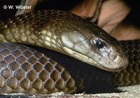 : Pseudechis australis; Mulga Snake