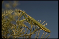 : Mantis religiosa; Praying Mantis