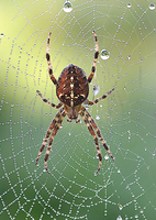 : Araneus diadematus